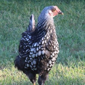 Meet your Posher, Sally